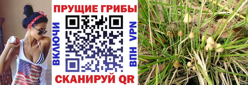 Псилоцибиновые грибы Magic Shrooms  MEGA сайт  Пошехонье  где купить наркоту 